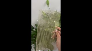 On-Site Shots of Clear Glass with Embedded Metal Decor Mesh